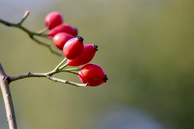 Expert Recommendations for Selecting the Best Vitamin C Powder