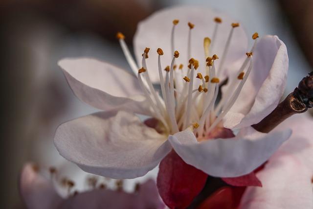 Effectiveness in Reducing Redness and Inflammation